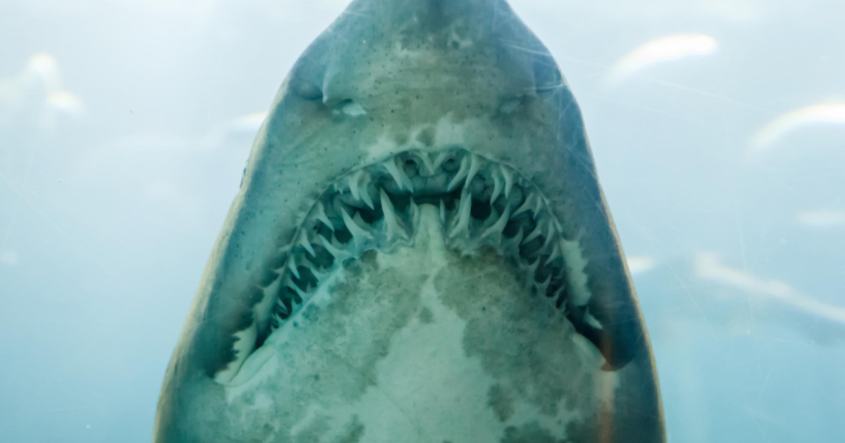 Detalle de la dentadura de un tiburón. iStockphoto